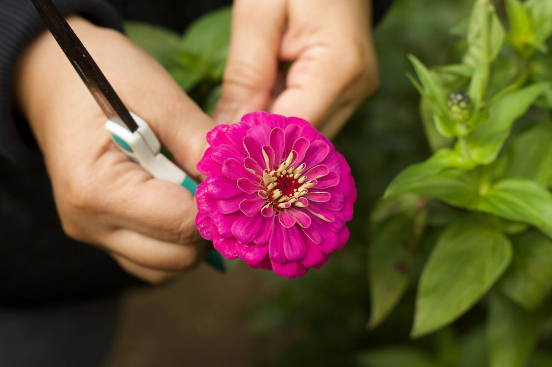 Zinnia uvm extension